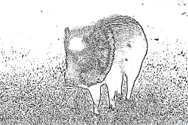 peccary Coloring Pages To Print